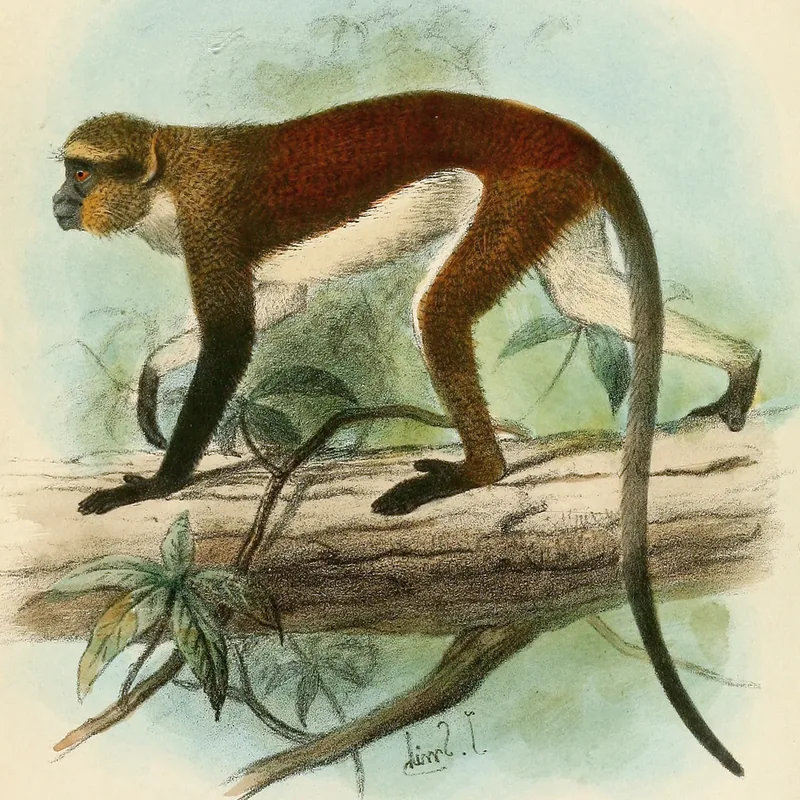Nyungwe Rainforest — Rukarara River Source (Rwanda)