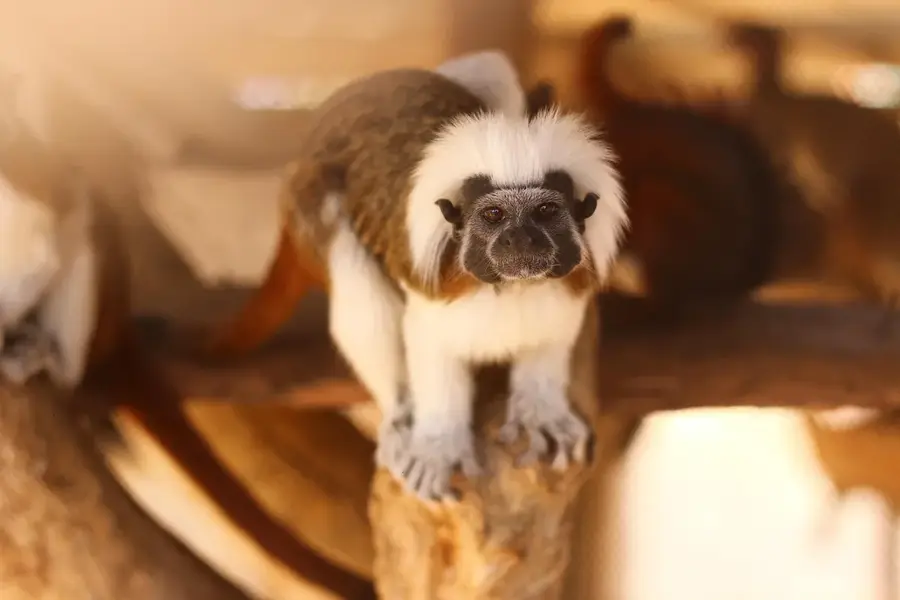 Nyungwe Monkey Habitat — Rukarara River Source (Rwanda)