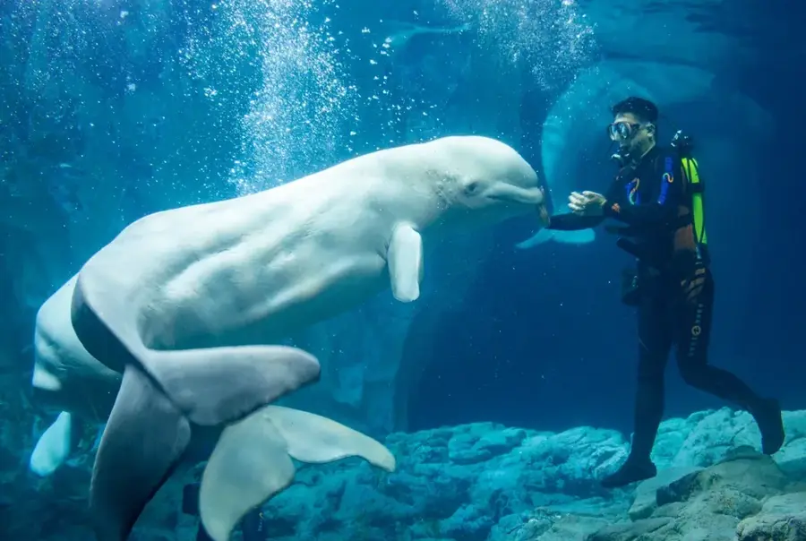 Ozeanarium von Aracaju — Aracaju (Brasilien)