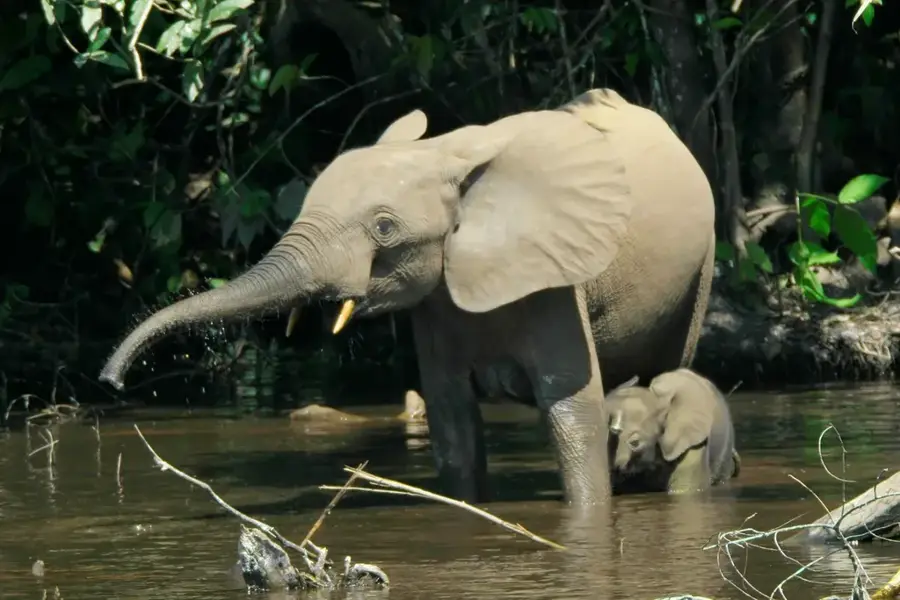 Odzala erdei elefánt-ösvény — Boundji (Kongó – Brazzaville)