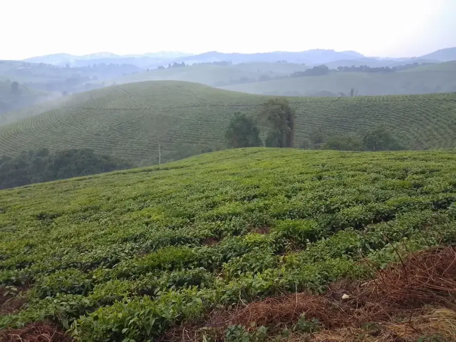 OTB Tora Teagyár — Bururi Erdőrezervátum (Burundi)
