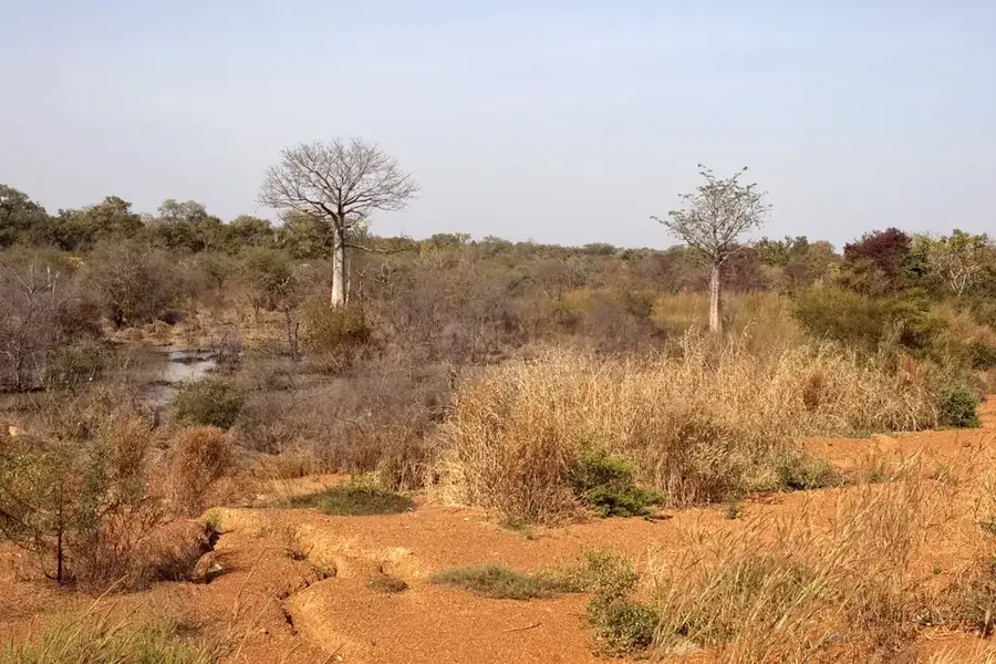 Oti-Elefantenreservat — Mandouri (Togo)