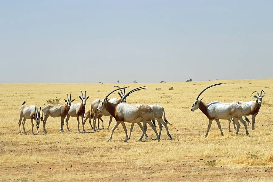 Ouadi Rimé Oryx-Reservat — Fitri-See (Tschad)