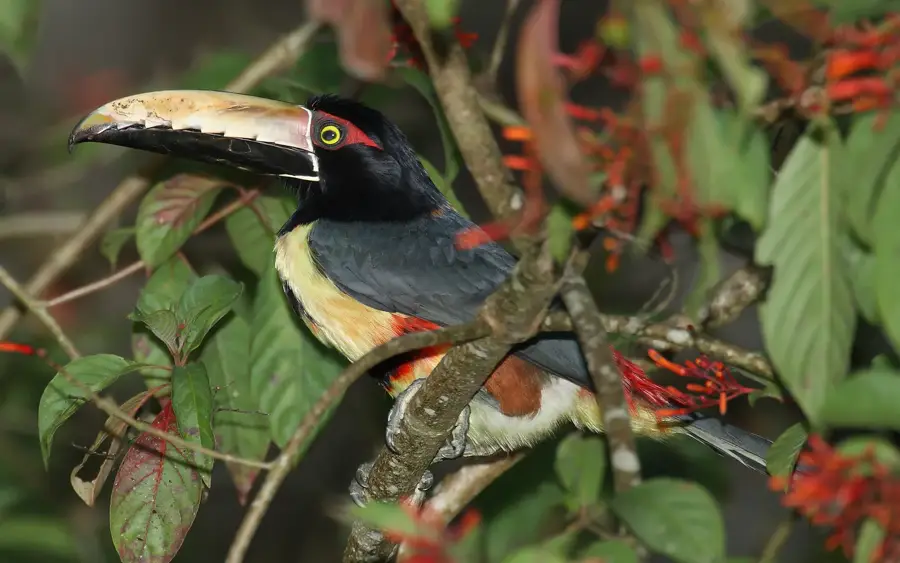 Darien National Park — Biomuseo (Panama)