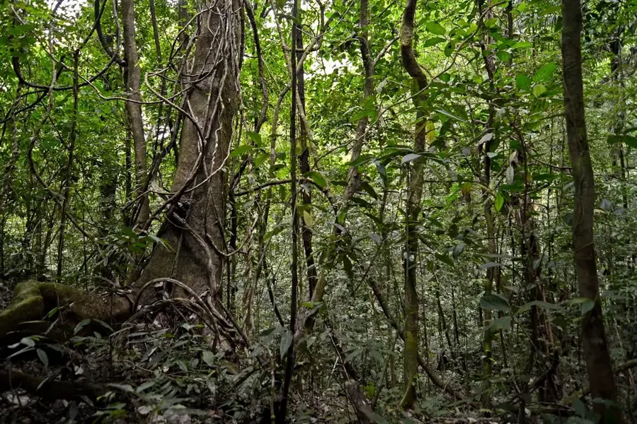Soberania National Park — Boquete (Panama)