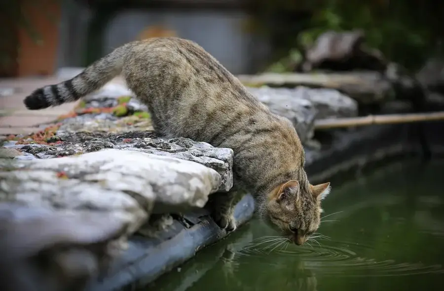 Ngerumekaol Spawning Channel