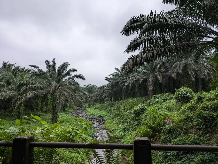 Palmöl-Zentrum Ribeira Peixe — Pico Maria Amélia (São Tomé und Príncipe)