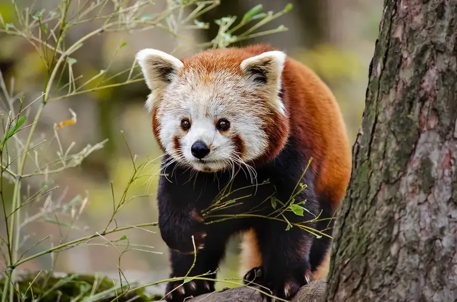 Panda — Maxixe (Mosambik)