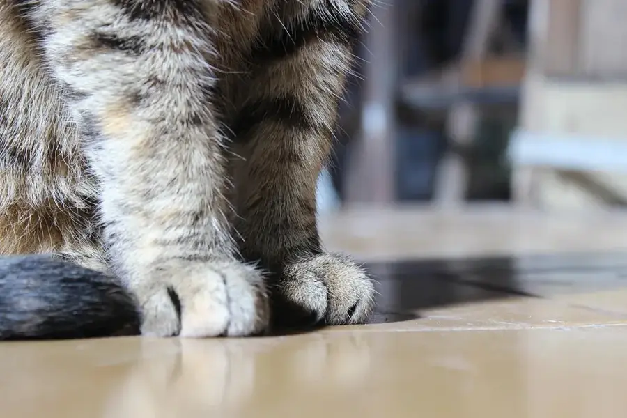 Pantufo — Podul peste râul Água Grande (São Tomé și Príncipe)