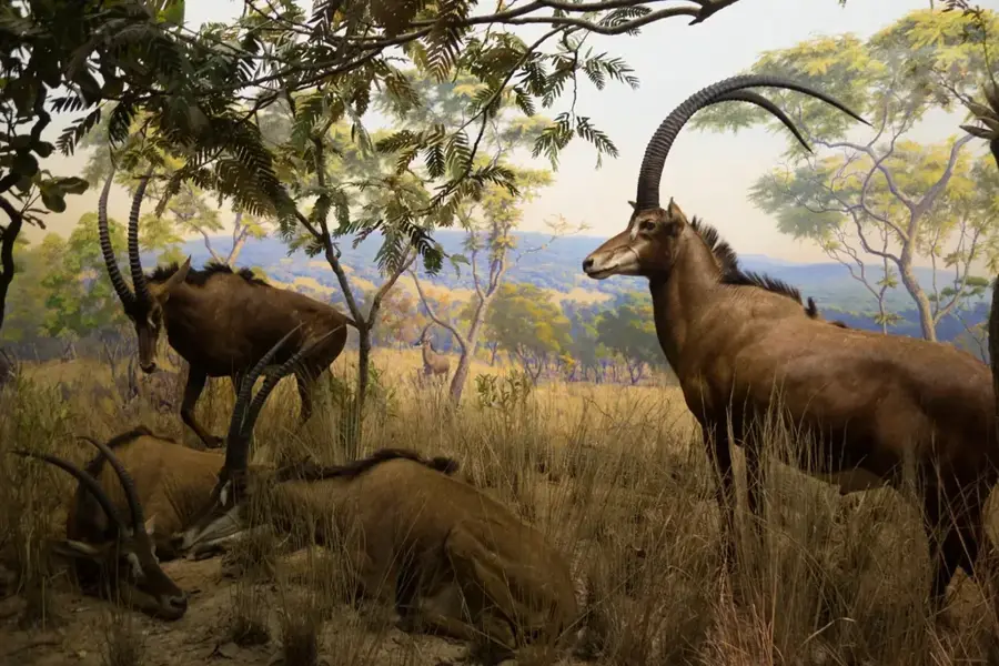 Parcul Național Cangandala — Calandula (Angola)