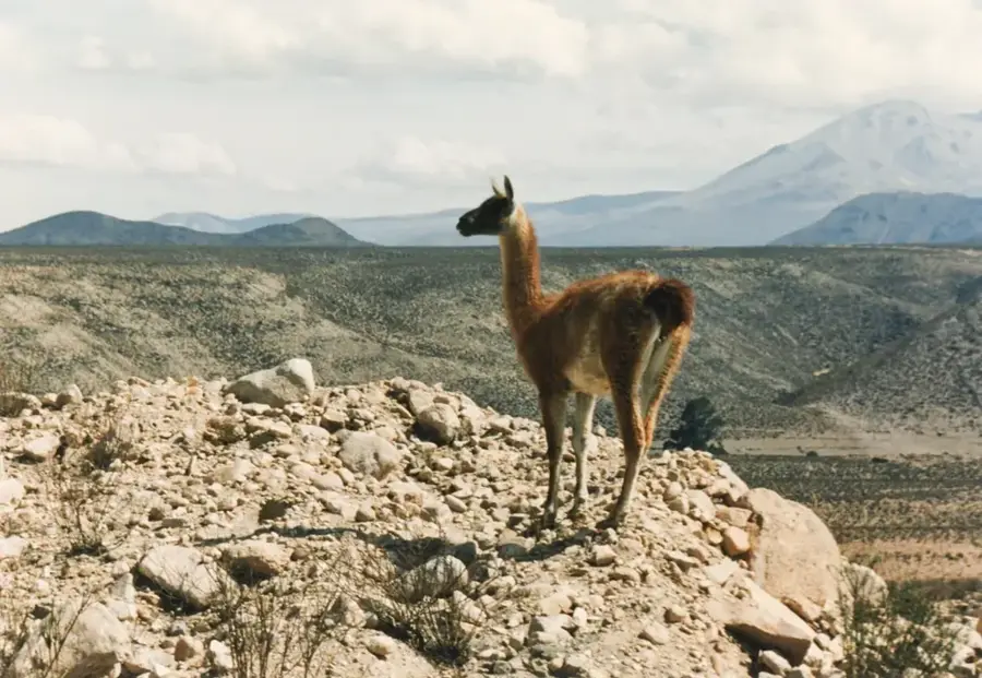 Parcul Național Lauca — Morro de Arica (Chile)