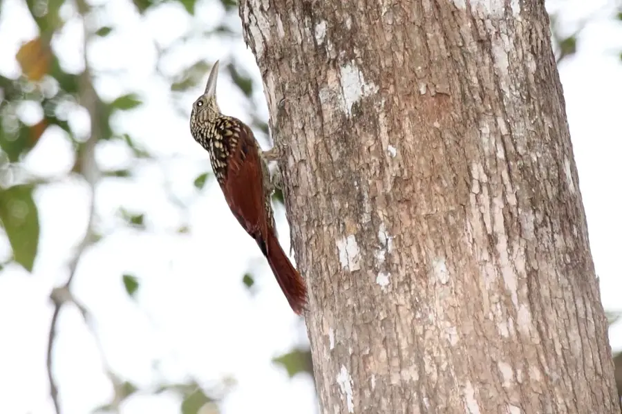 Soberania National Park - Animal Watching