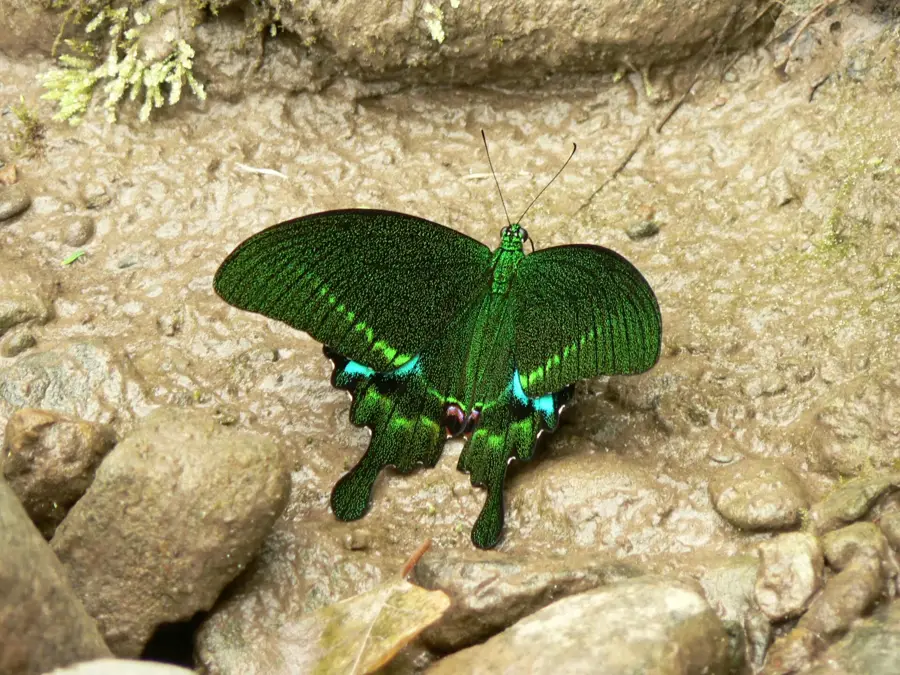 Munții Patkai — Sagaing (Myanmar (Birmania))