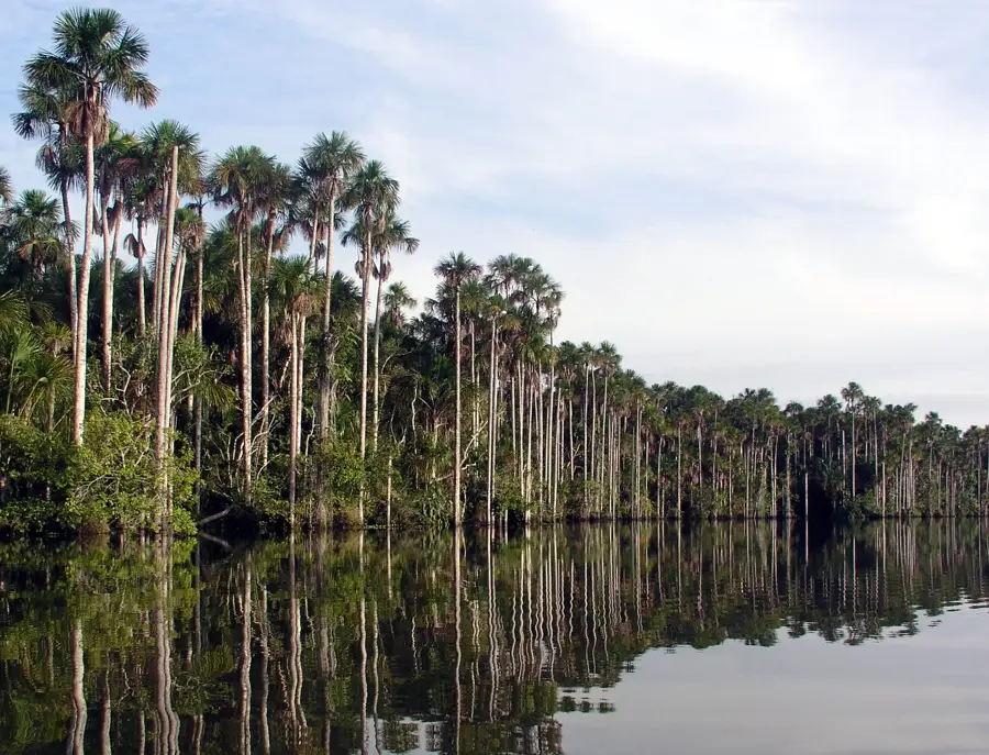 Tambopata-Schutzgebiet — Bahuaja-Sonene (Peru)