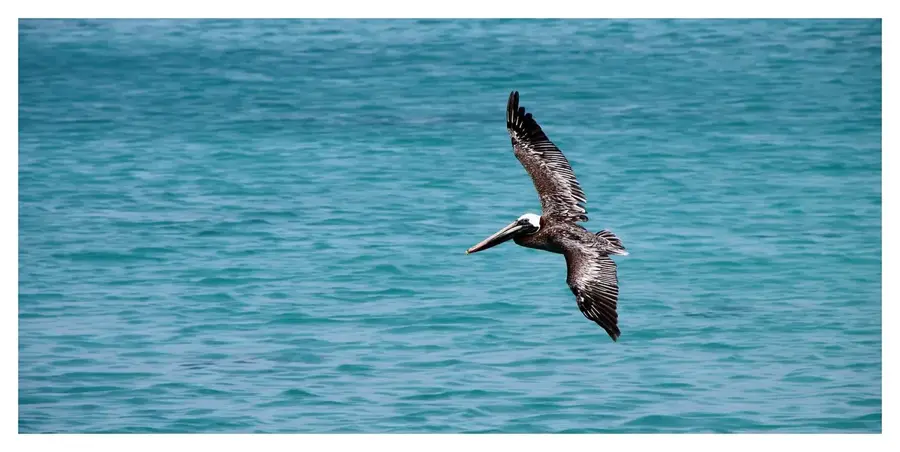 Pelican Cays Land and Sea Park