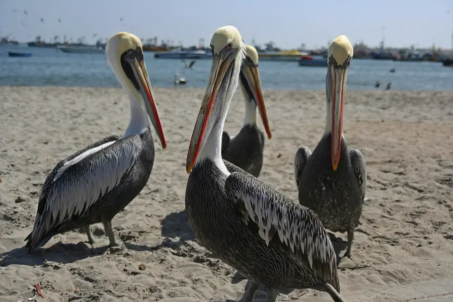 Paracas — Toromocho-Mine (Peru)