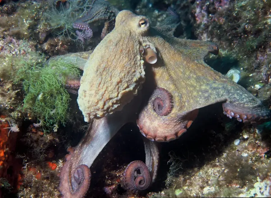 Ferma de Creveți Pescanova — Macará (Ecuador)