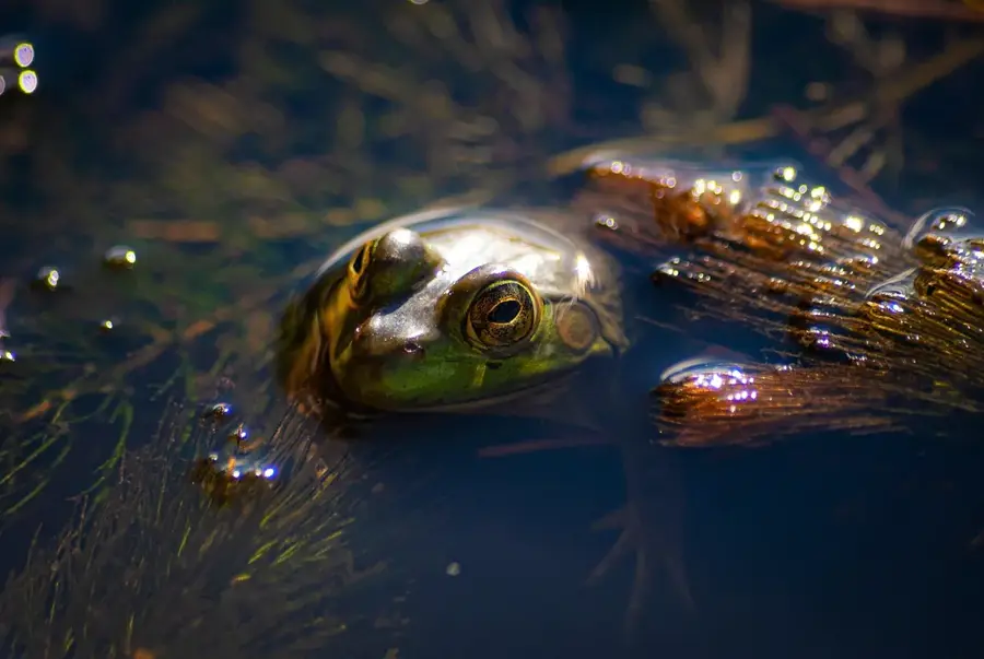 Agusan Marsh Wildlife Sanctuary