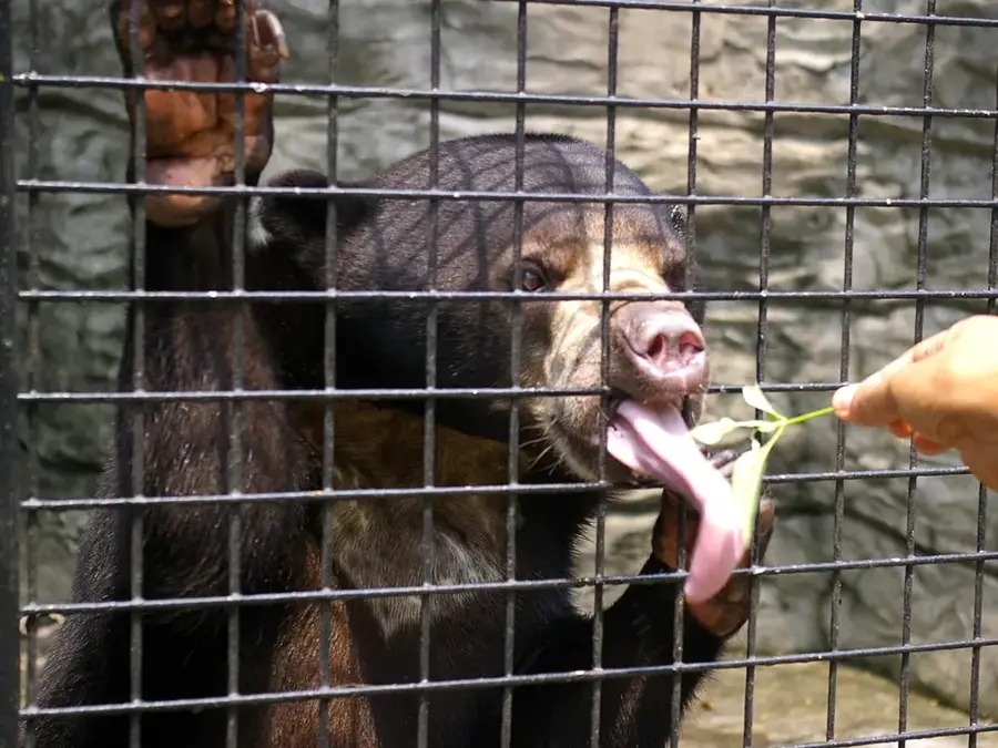 Avilon Zoo — Masungi Georeserve (Philippinen)
