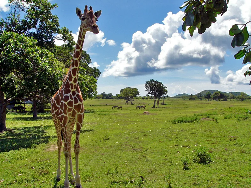 Calauit Safari Park (Philippinen)
