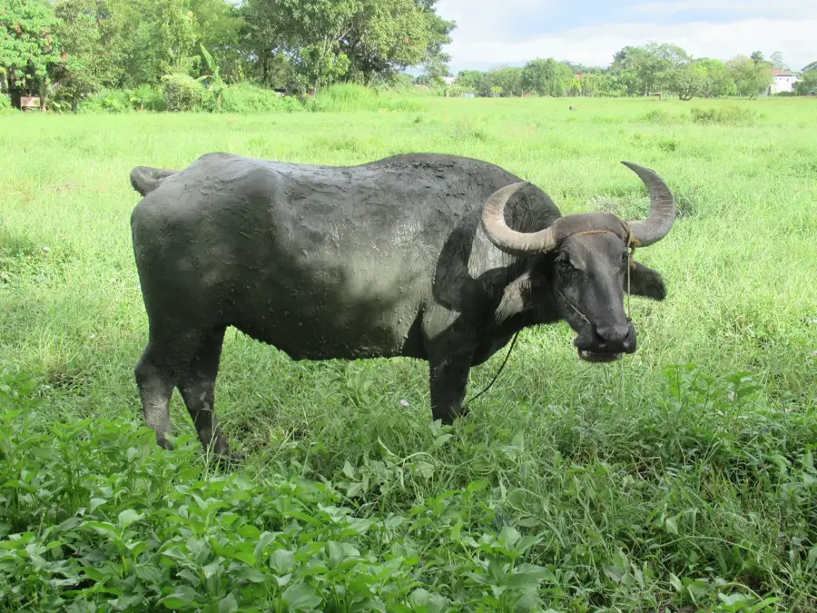 Carabao Island — Dangay (Philippinen)