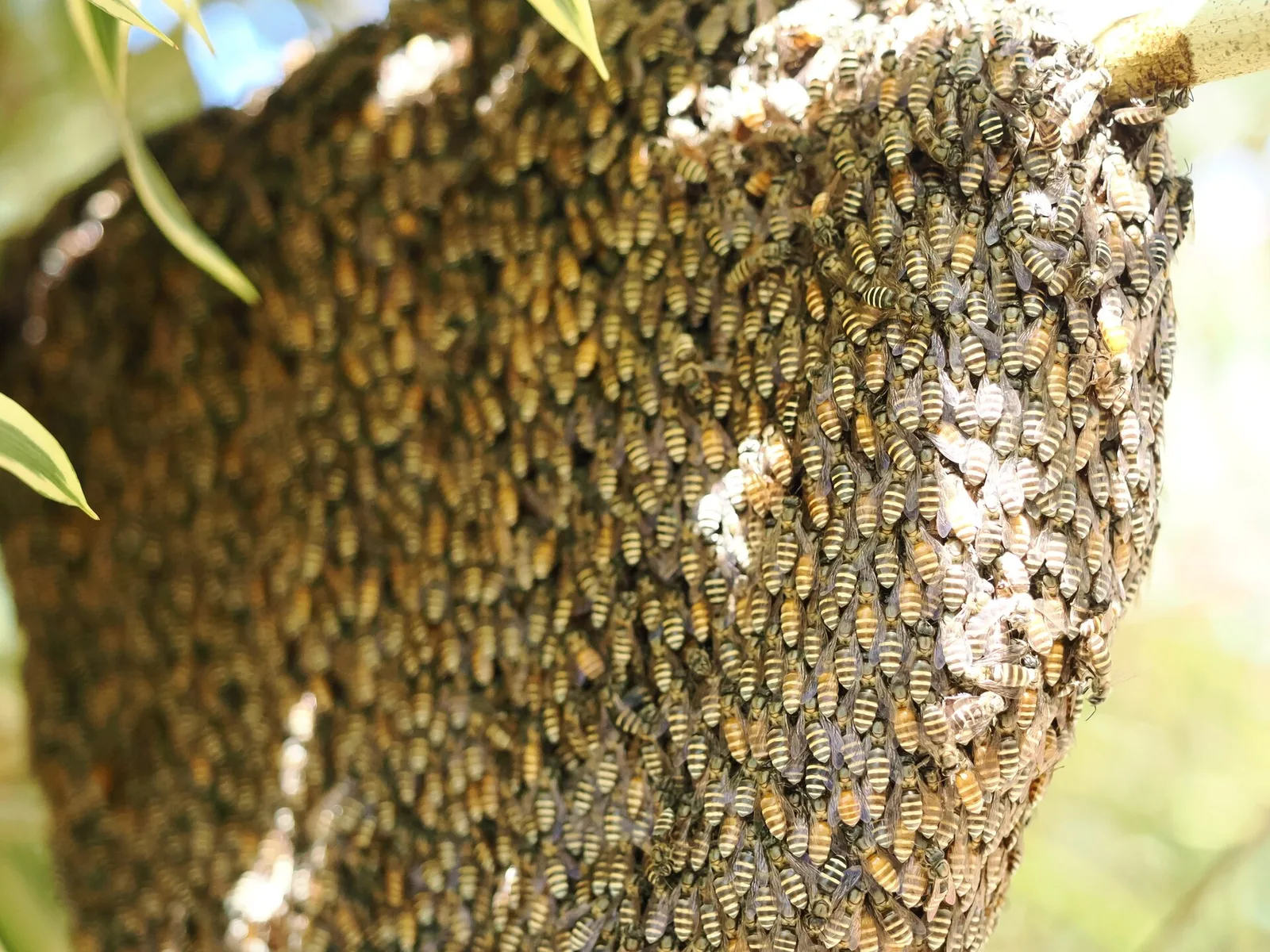 Pangobilian — Calauit Safari Park (Philippinen)