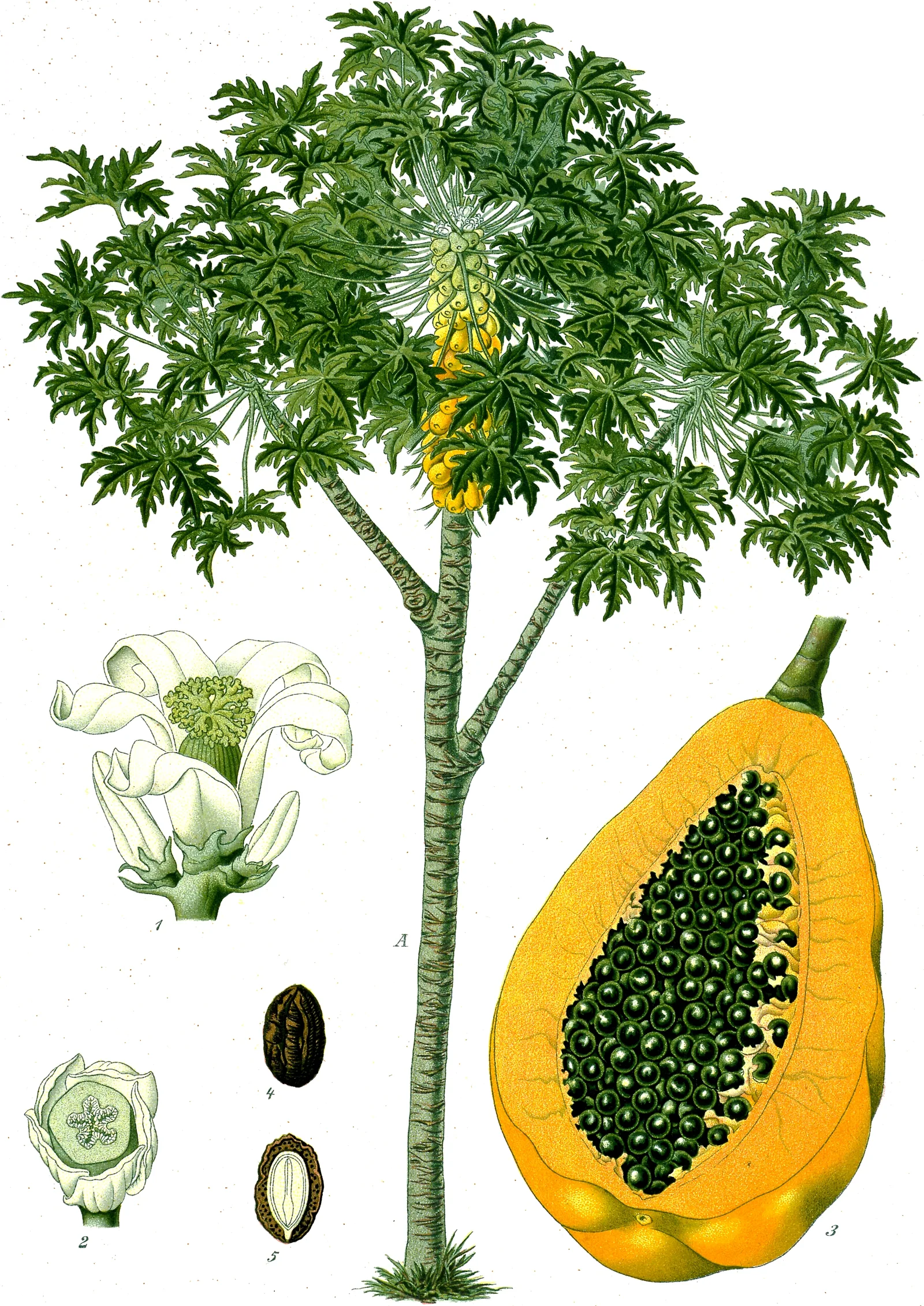 Papaya — Taal Volcano (Philippines)