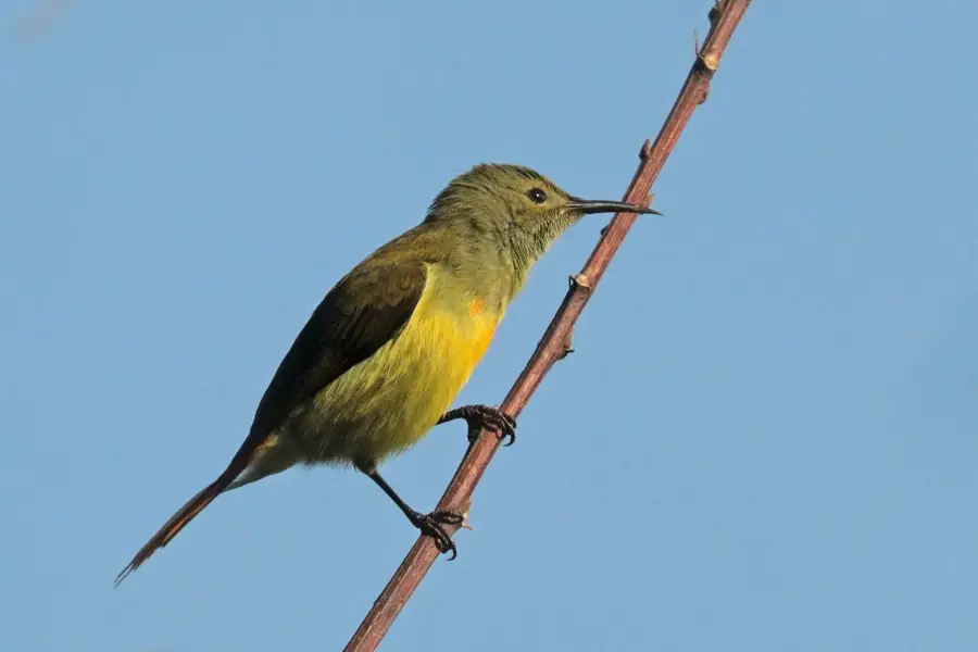 Vogelbeobachtungsgebiet Phulchowki — Banepa (Nepal)