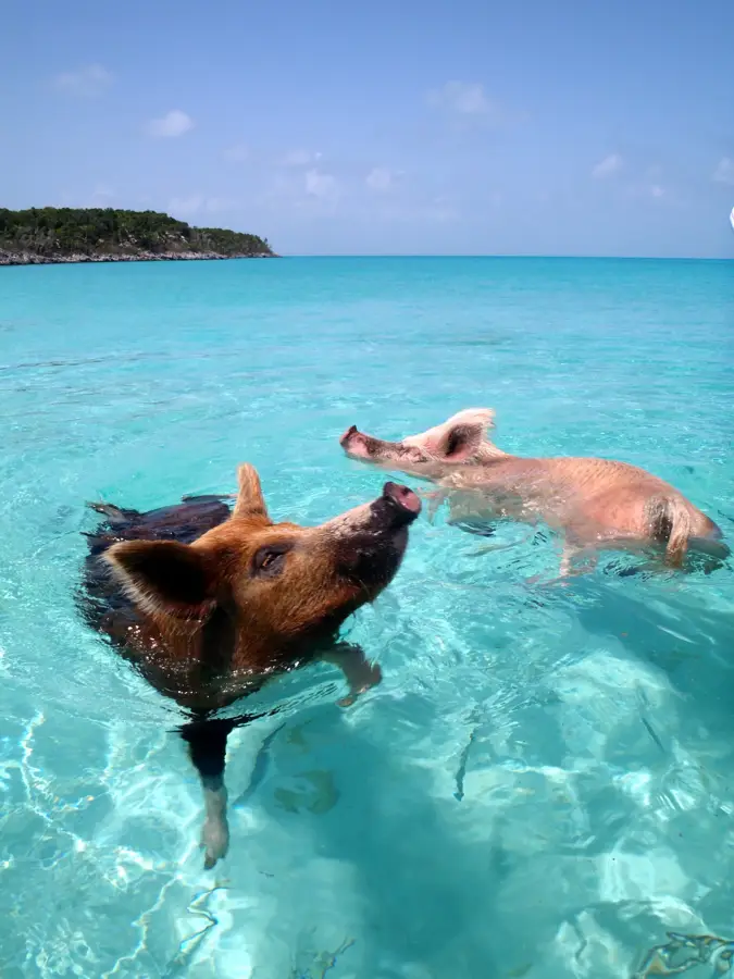 Pig Beach (Big Major Cay) — Stocking Island (Bahamas)
