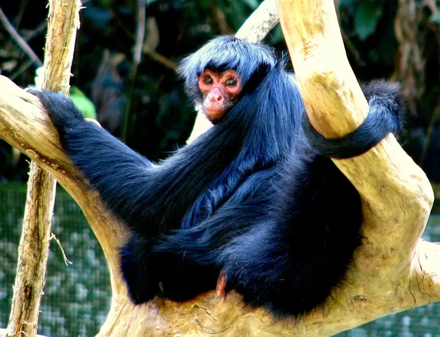 Pilón Lajas Bioszféra-rezervátum — Iténez (Bolívia)