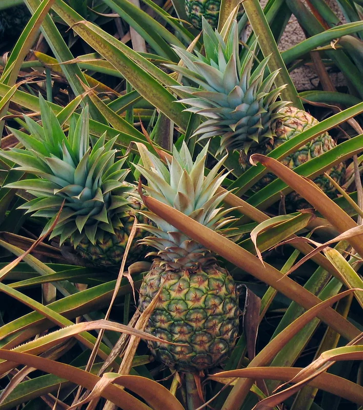 Pineapple Farming — El Rama (Nicaragua)