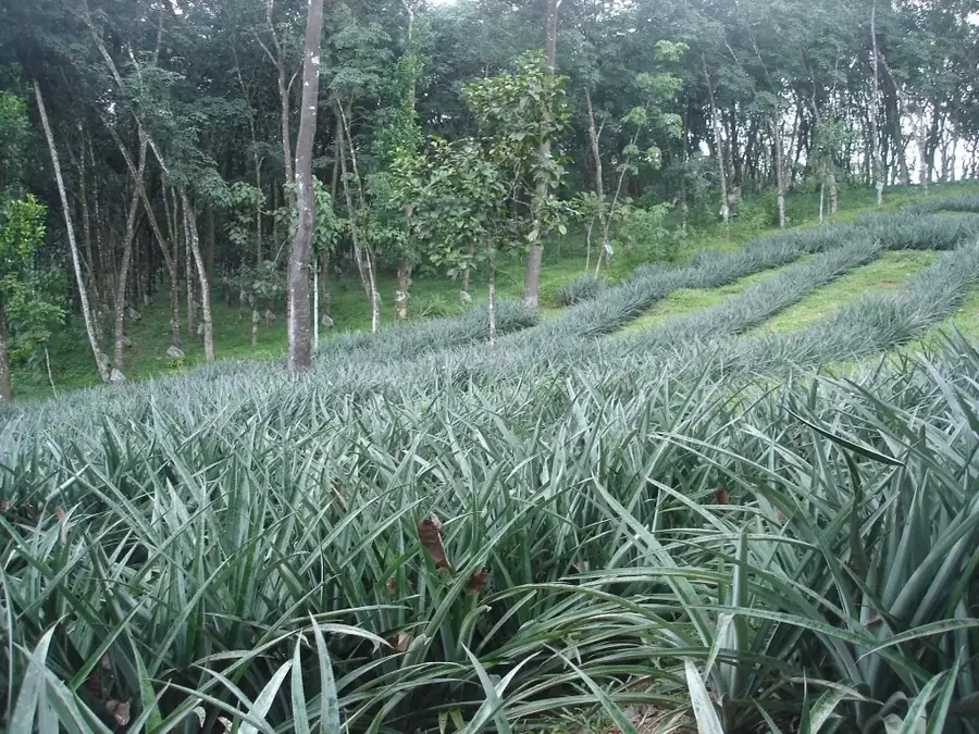 Pineapple Farms