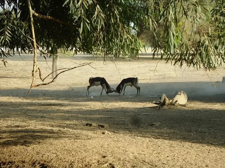 Lal-Suhanra-Nationalpark — Chenab (Pakistan)