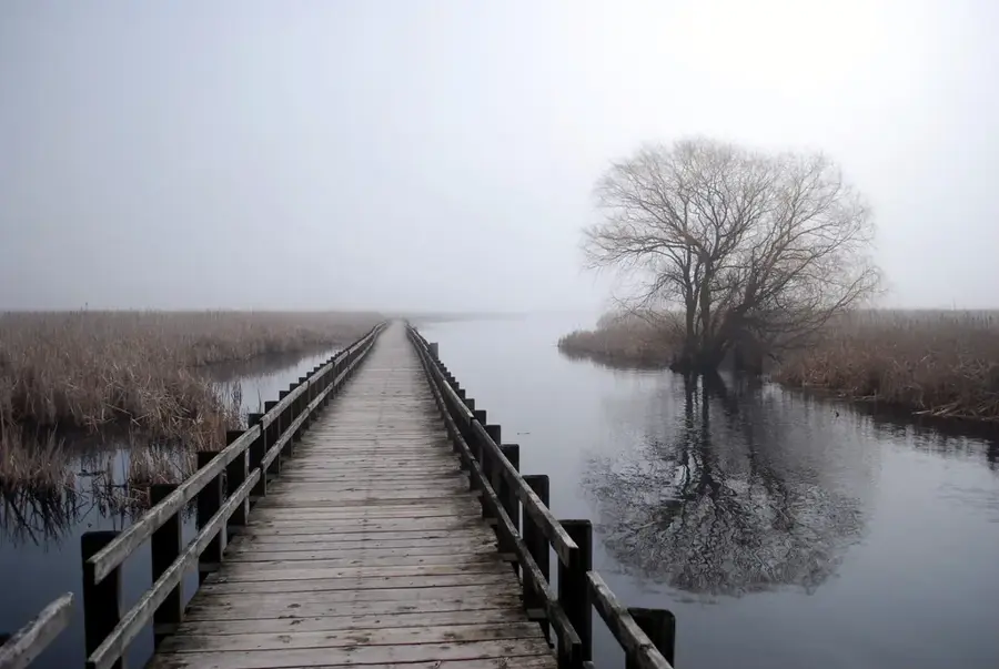 Point Pelee Bird Migration