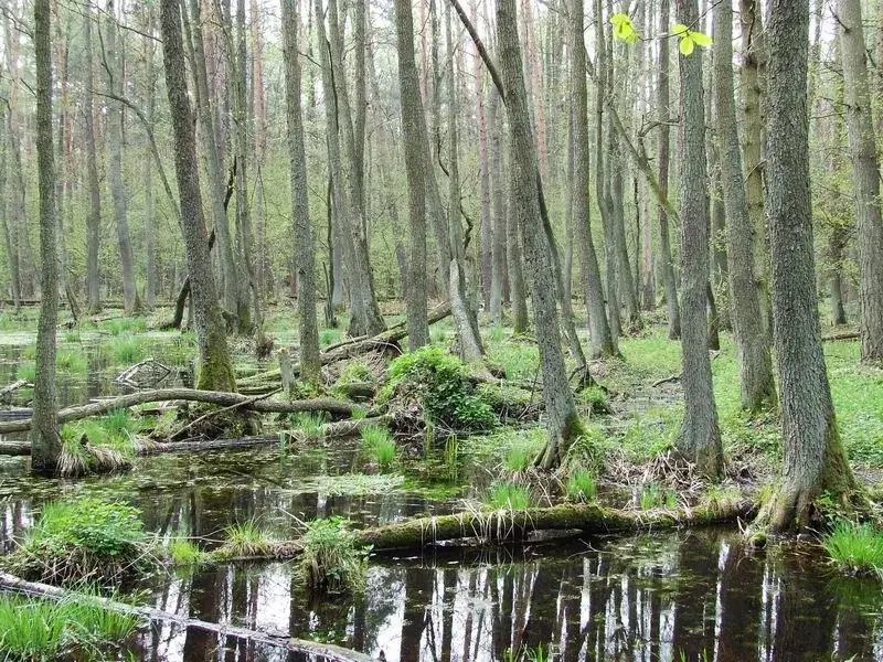 Pădurea Kampinos