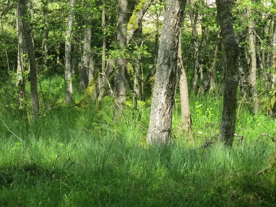 Wanderdünen von Słowiński