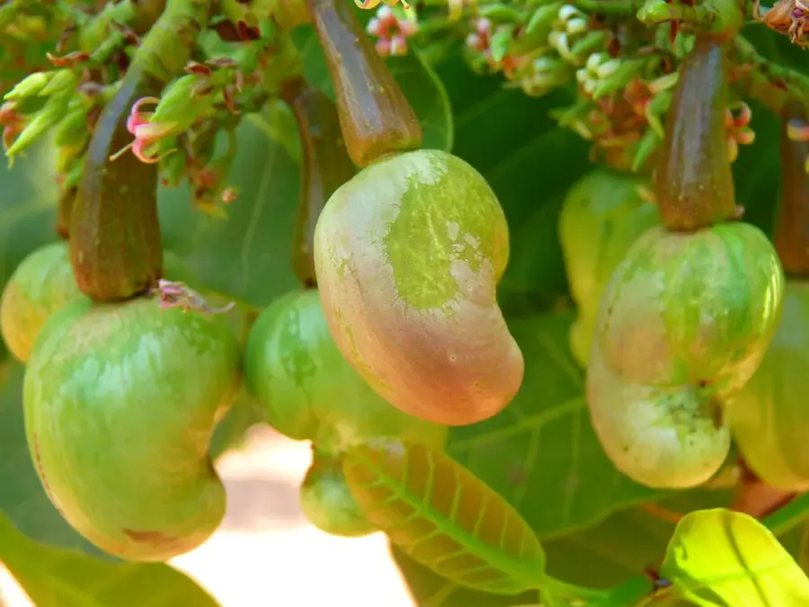Port Loko Cashew-Haine — Lunsar (Sierra Leone)