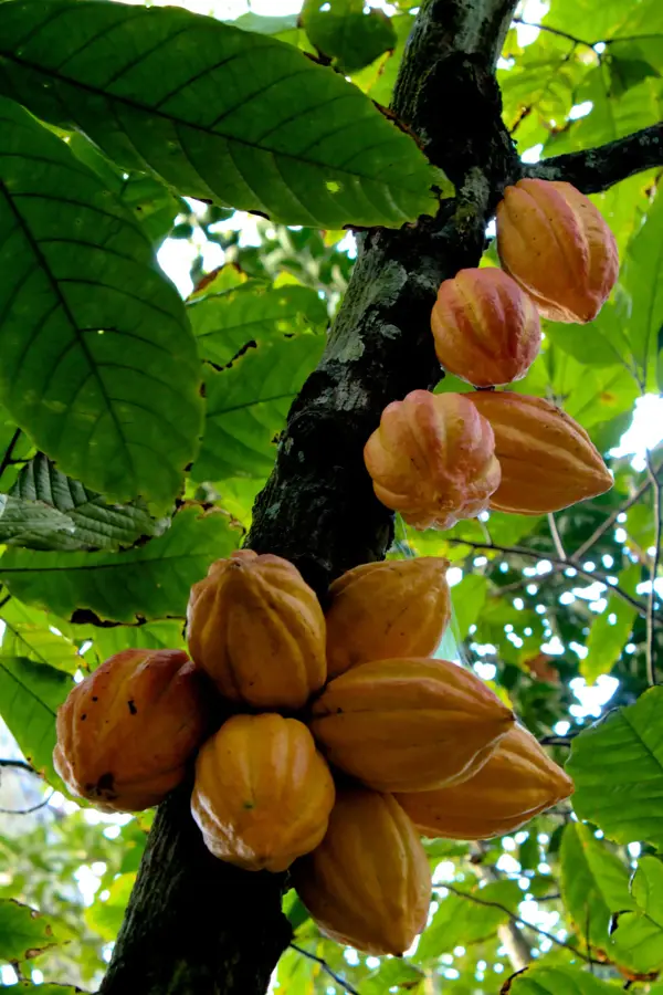 Puerto Cacao — Matina (Costa Rica)