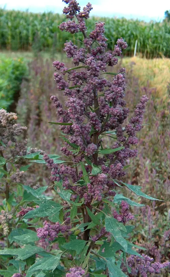 Quinoa-Felder in Puno — Titicaca-See (Peru)