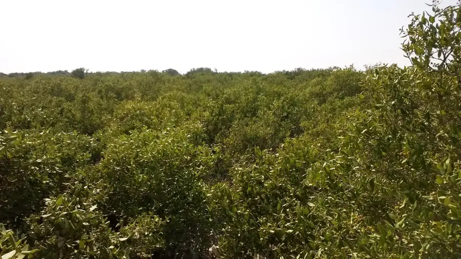 Jazirat Bin Ghannam — Simaisma (Katar)