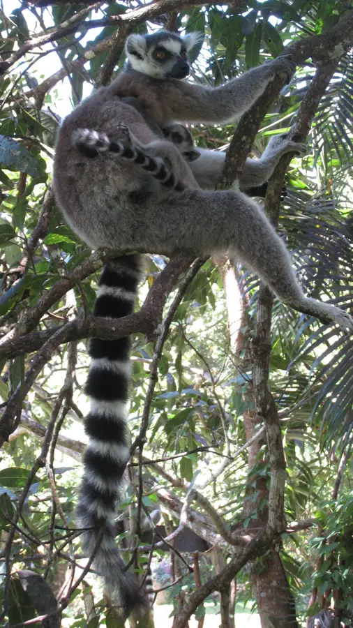Mina de ilmenit QMM — Portul Morondava (Madagascar)