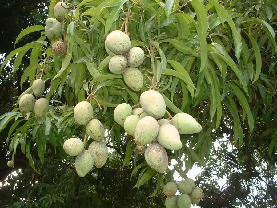 Livezile de mango din Rajshahi — Portul Kolkata (India)