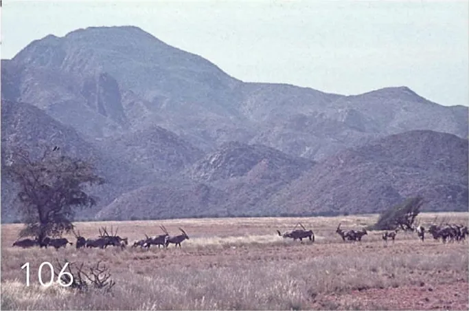 Namibe Teilreservat — Bibala (Angola)