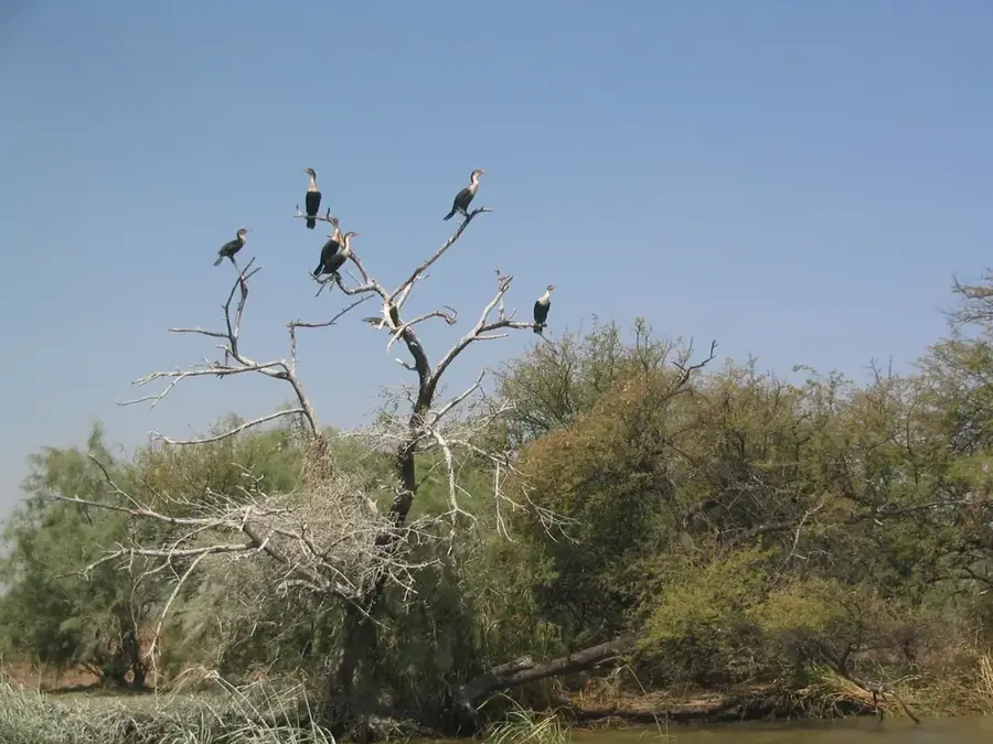 Nationale Vogelreservat-Zone — Solarpark Bokhol (Senegal)