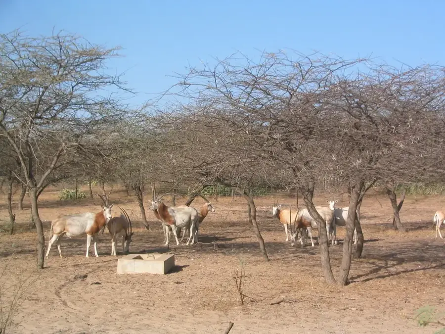 Gueumbeul-Reservat — Lac Kassack (Senegal)