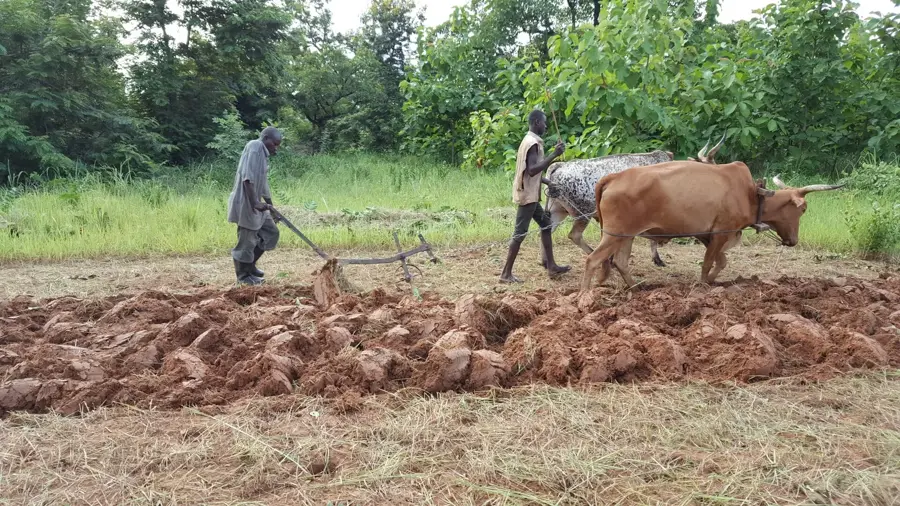 Northern Rice Fields — Tamale (Ghana)