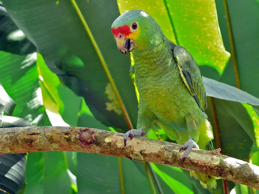 Rio on Pools — Chiquibul Basin (Belize)
