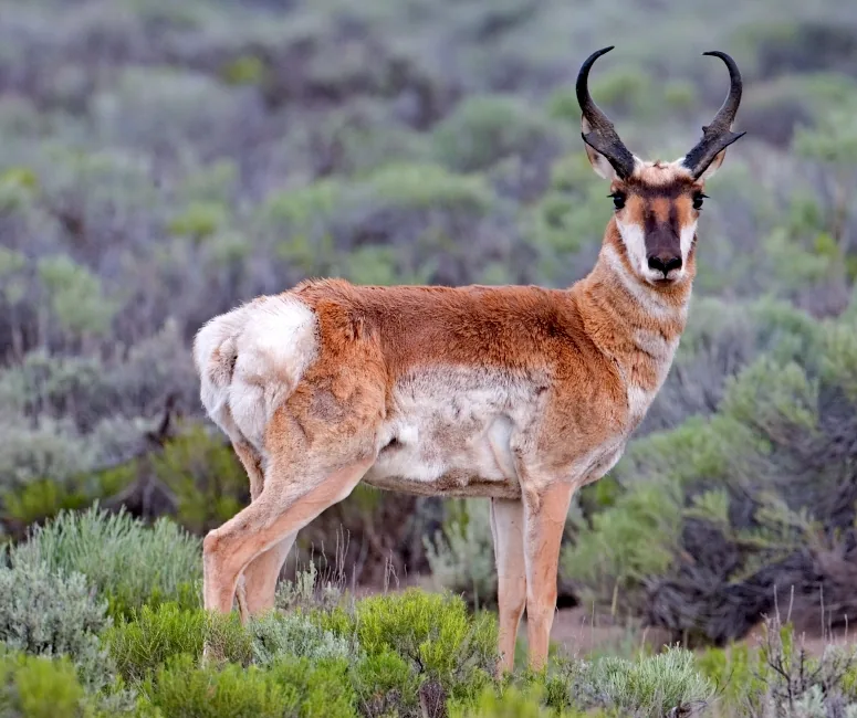 Roan Antelope Entdeckungsstätte — Chingola (Sambia)