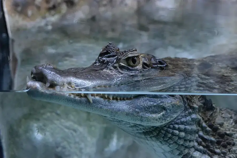 Roche Caiman Vogelschutzgebiet — Stade Linité (Seychellen)