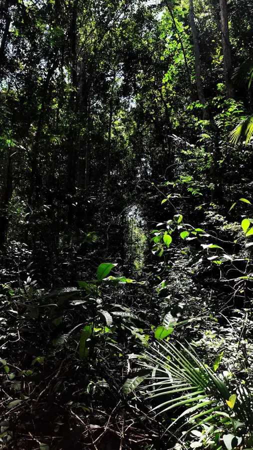 Bahia Kakaóútja — A Jóistent dicsőítő bazilika (Brazília)